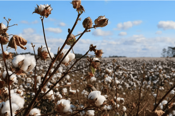 cotton plants