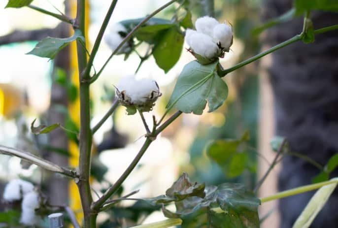 cotton plant