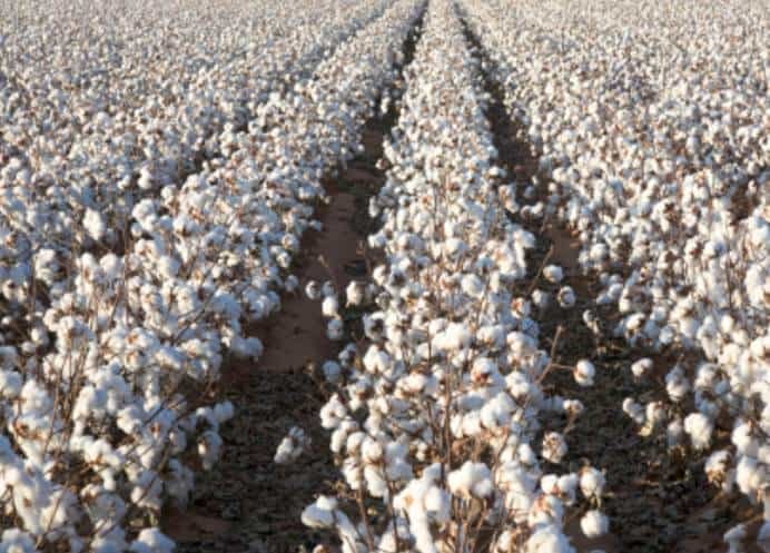 cotton land